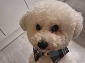 Bichon Frise