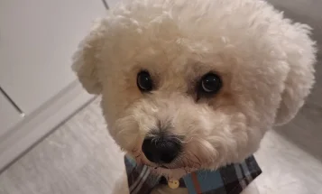 Bichon Frise