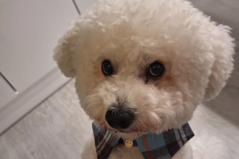 Bichon Frise