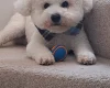Bichon Frise