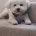 Bichon Frise