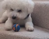 Bichon Frise