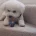 Bichon Frise