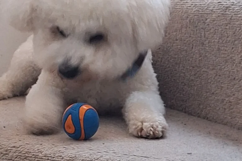 Bichon Frise