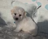 Bichon Frise