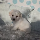 Bichon Frise