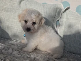 Bichon Frise