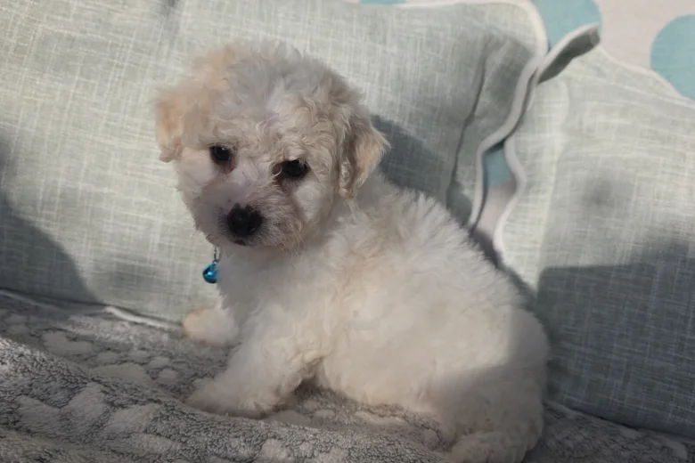 Bichon Frise
