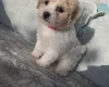 Bichon Frise