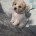 Bichon Frise