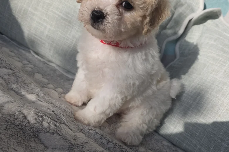 Bichon Frise