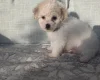 Bichon Frise