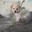 Bichon Frise