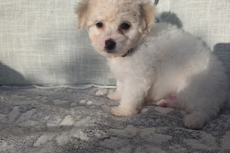 Bichon Frise