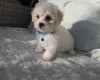 Bichon Frise