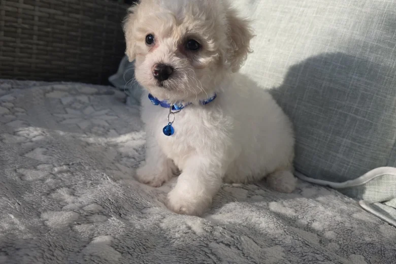 Bichon Frise