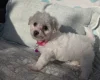 Bichon Frise
