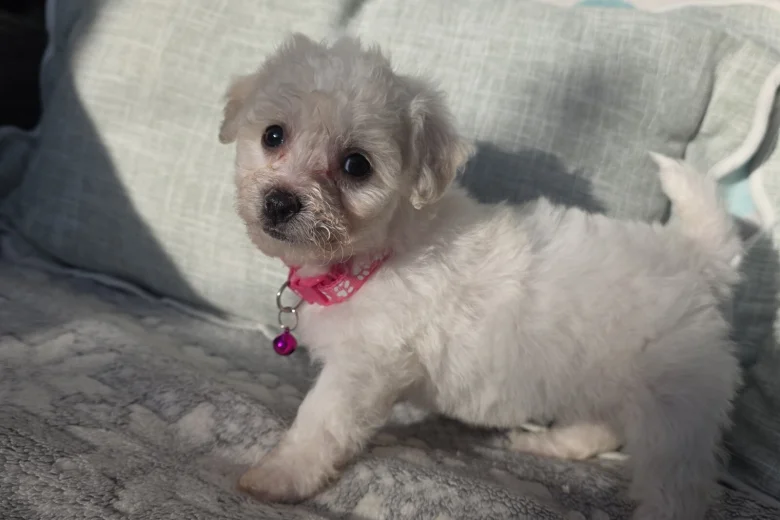Bichon Frise