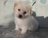 Bichon Frise