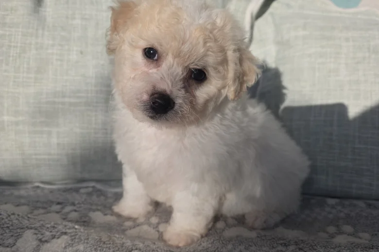 Bichon Frise