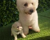 Bichon Frise