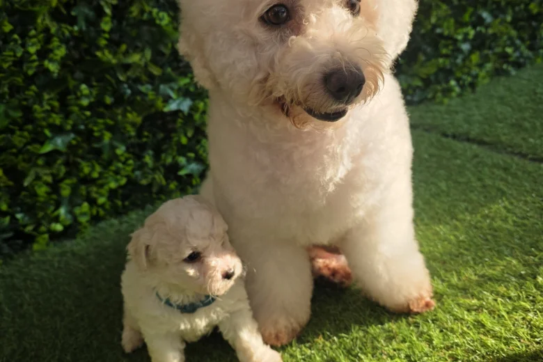Bichon Frise