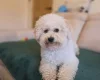 Bichon Frise