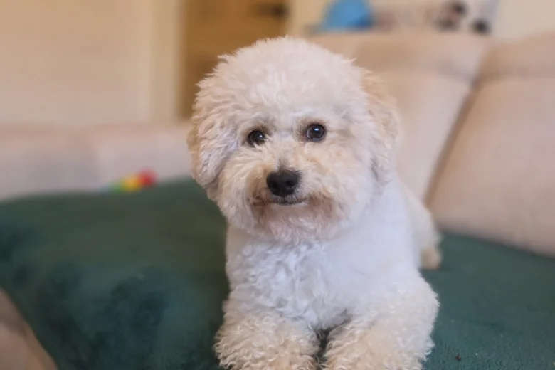 Bichon Frise
