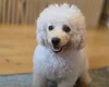 Bichon Frise