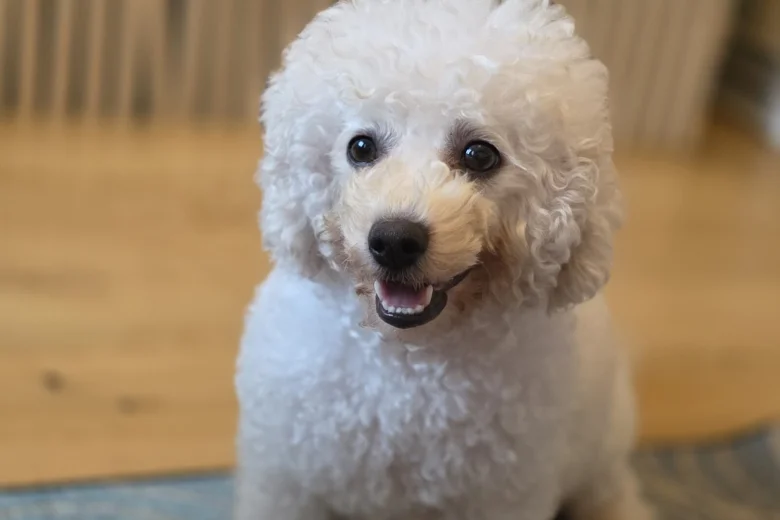 Bichon Frise