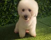 Bichon Frise