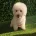 Bichon Frise