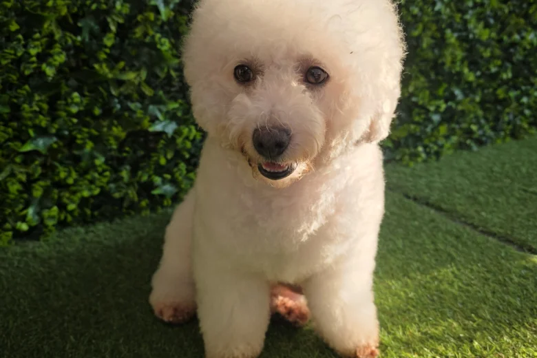 Bichon Frise