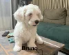 Bichon Frise