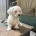Bichon Frise