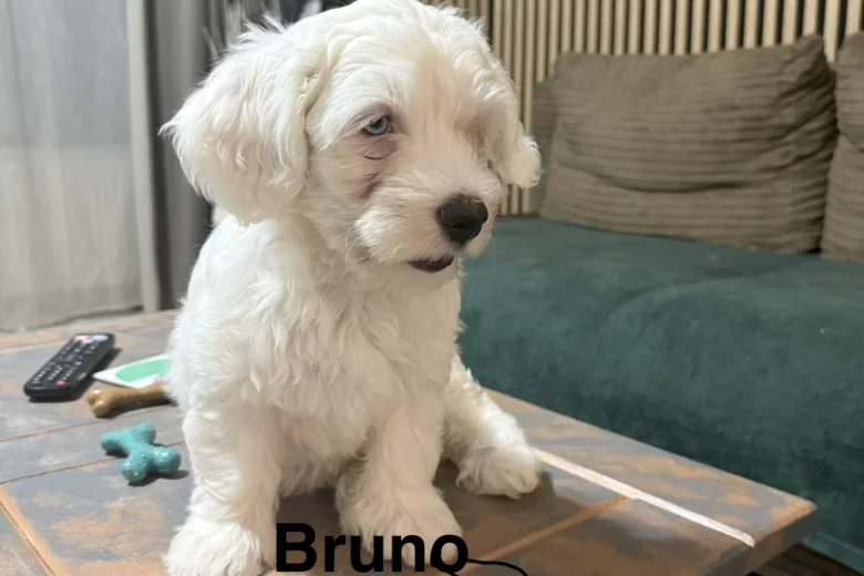 Bichon Frise