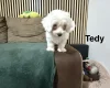 Bichon Frise