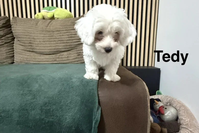 Bichon Frise