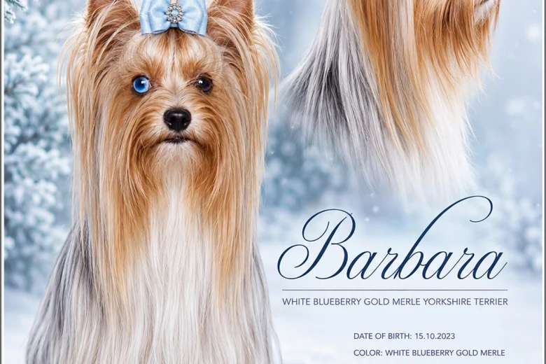 Yorkshire Terrier