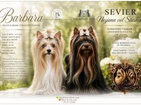 Yorkshire Terrier