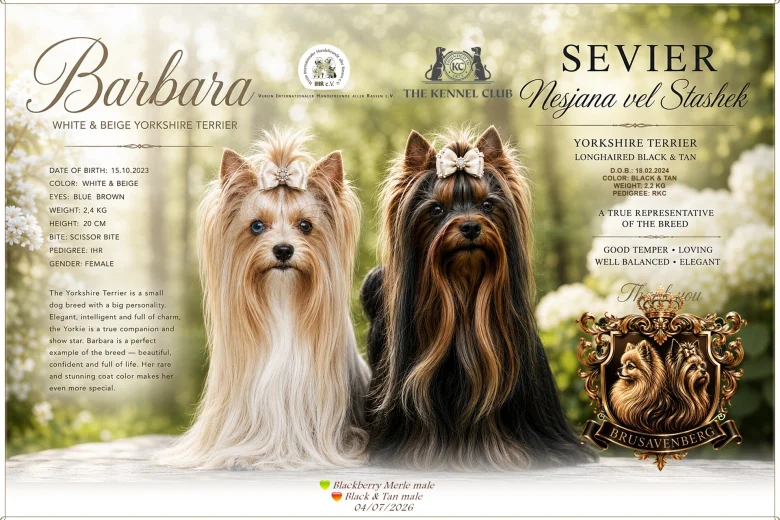 Yorkshire Terrier