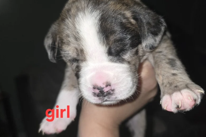 Border Collie