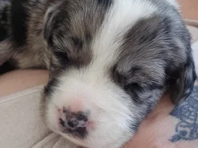 Border Collie
