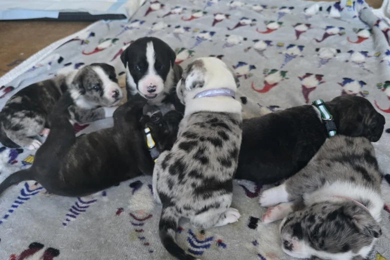 Border Collie