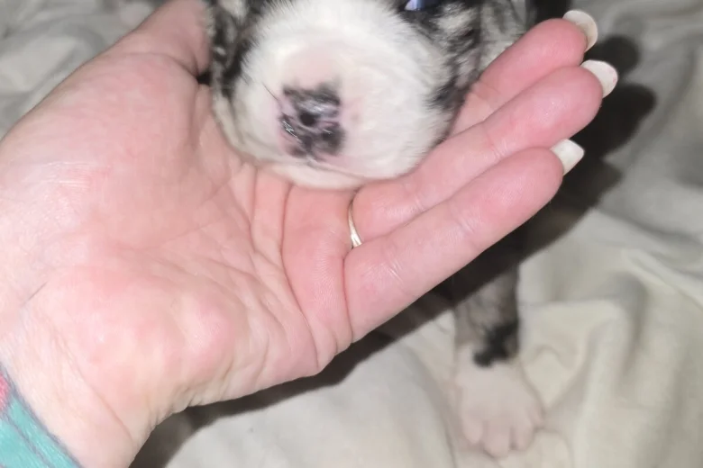 Border Collie
