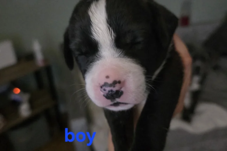 Border Collie