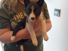 Border Collie