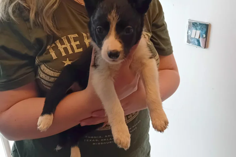 Border Collie