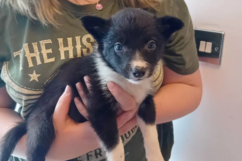 Border Collie