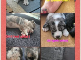 Border Collie